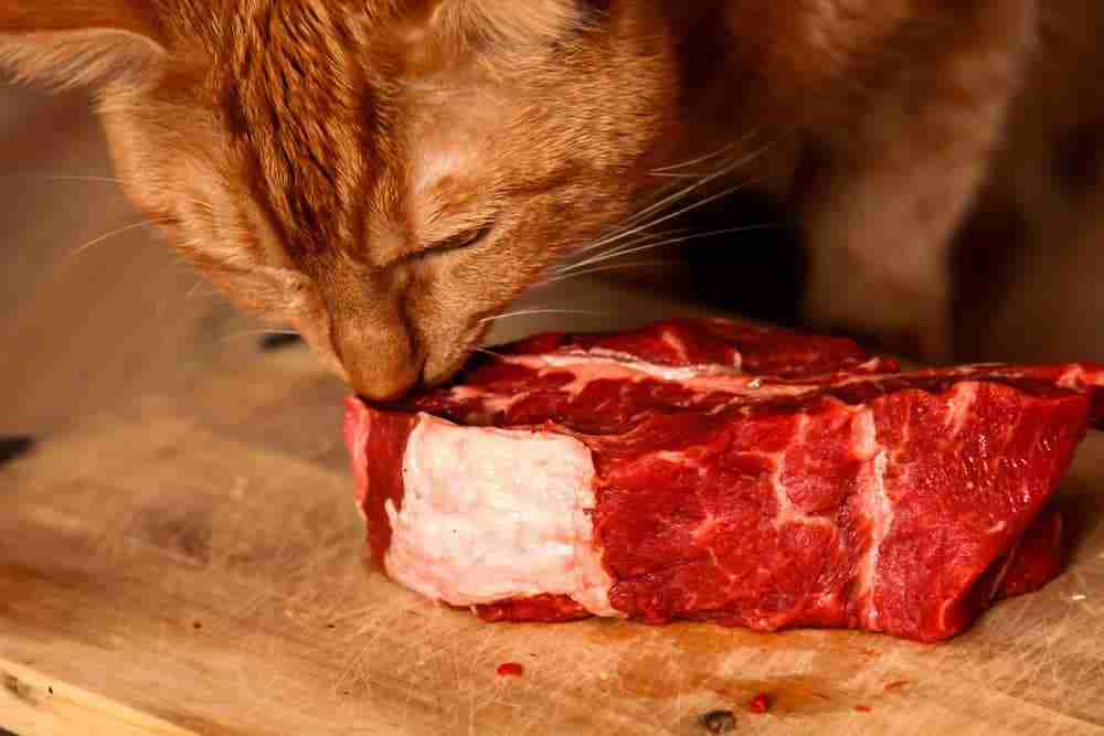 close up of an orange tabby cat eating a slab of raw beef on a wooden kitchen table top