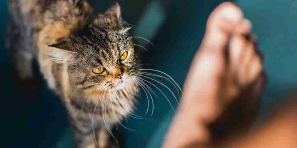 angry looking cat staring at a bare foot