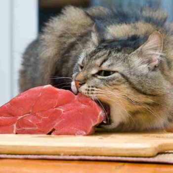a tabby cat stretching jaws around a slab of raw beef on a kitchen table