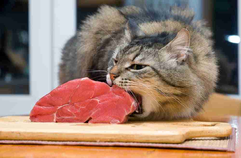 a tabby cat stretching jaws around a slab of raw beef on a kitchen table