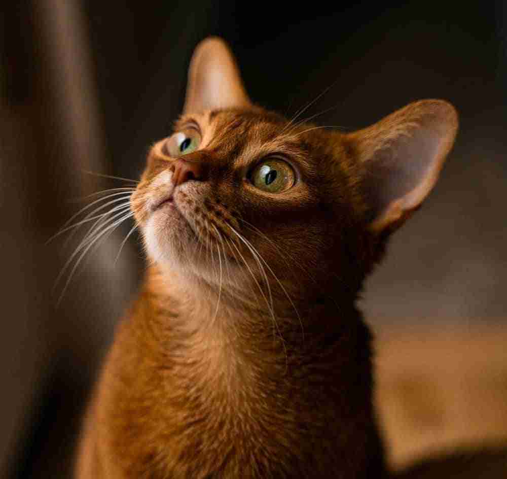 close up portrait of a ginger abyssinian cat sitting looking upward