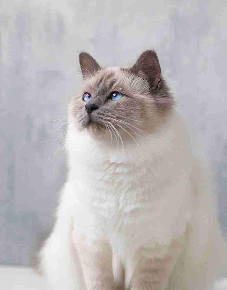 seal point fluffy birman cat with blue eyes sitting looking upward
