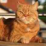orange british shorthair cat lying on a wooden garden table in a sphynx pose on a sunny evening