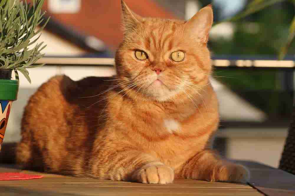 orange british shorthair cat lying on a wooden garden table in a sphynx pose on a sunny evening