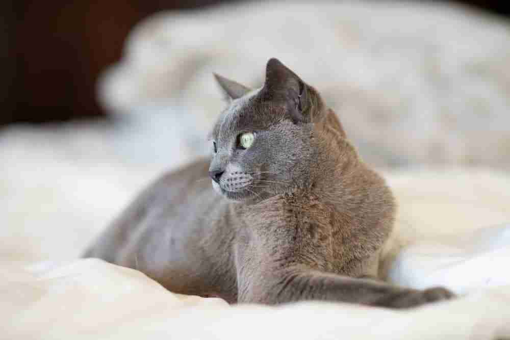 grey burmese cat with green eyes lying on cream bedding staring to distance