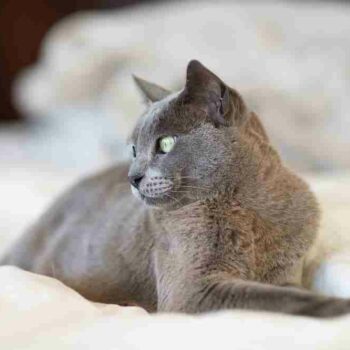 grey burmese cat with green eyes lying on cream bedding staring to distance
