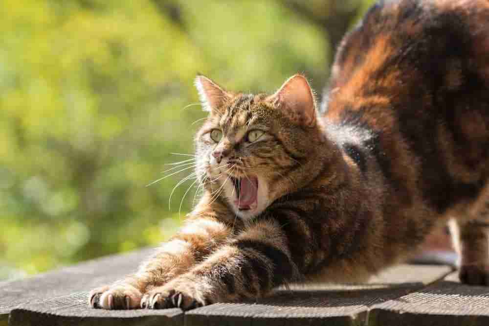 Yawning tabby cat performing a dog pose stretch on a wooden garden table on a sunny day