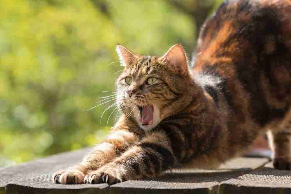 Yawning domestic shorthair tabby cat performing a dog pose stretch on a wooden garden table on a sunny day