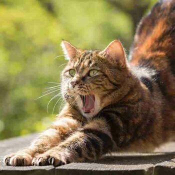 Yawning domestic shorthair tabby cat performing a dog pose stretch on a wooden garden table on a sunny day