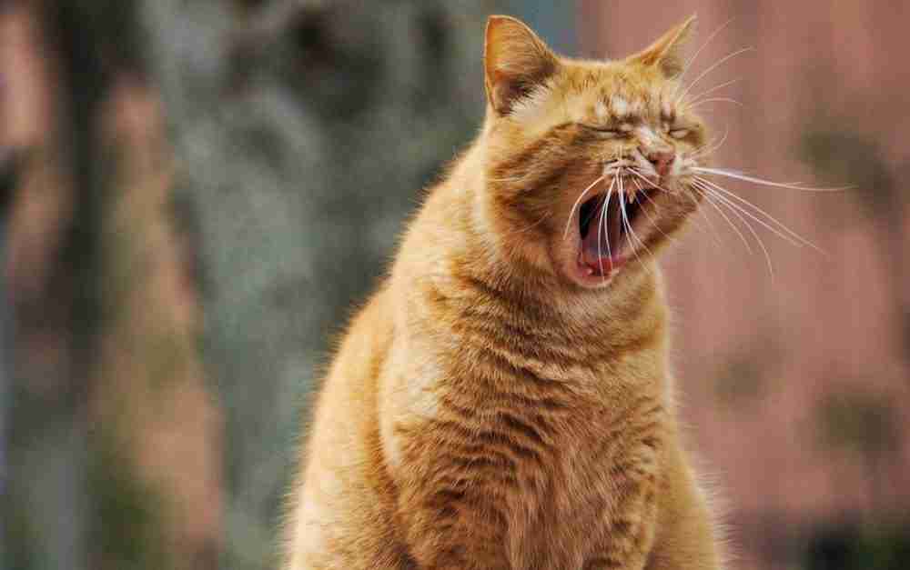 portrait of an orange tabby cat in sitting pose yawning outdoors
