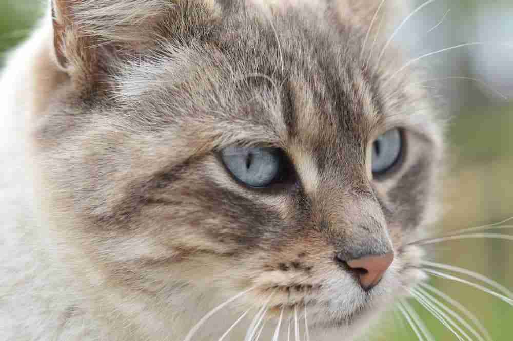 close up portrait of the face on a lynx point siamese cat staring into distance
