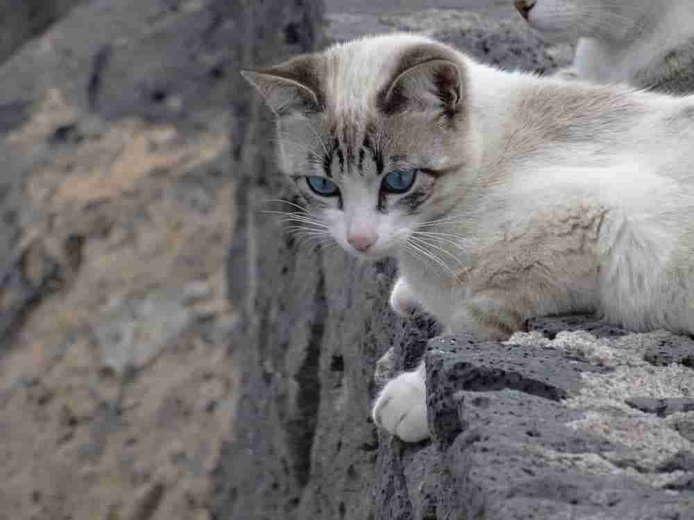 young lynx point siamese cat peering over pumice stone wall