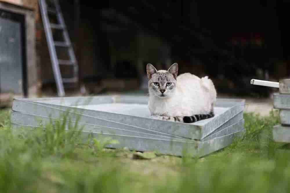 adult lynx point siamese cat loafing on galvanised trays outside a barn