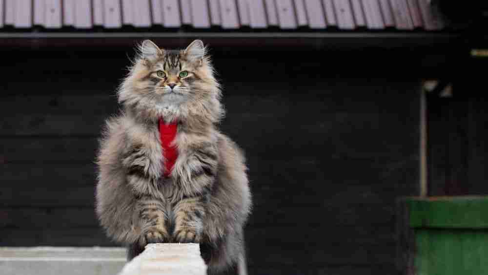 a fluffy grey tabby siberian cat sitting on a wall wearing a red harness