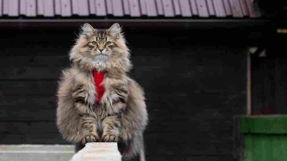 a fluffy grey tabby siberian cat sitting on a wall