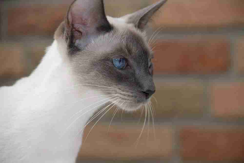 Side profile of a Young Blue Point old style Siamese Cat with blue eyes staring at unseen object with brick wall in background