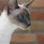 Side profile of a Young Blue Point Siamese Cat with blue eyes staring at unseen object with brick wall in background