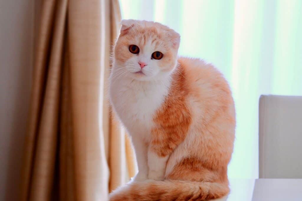 orange and white scottish fold cat. orange cat.