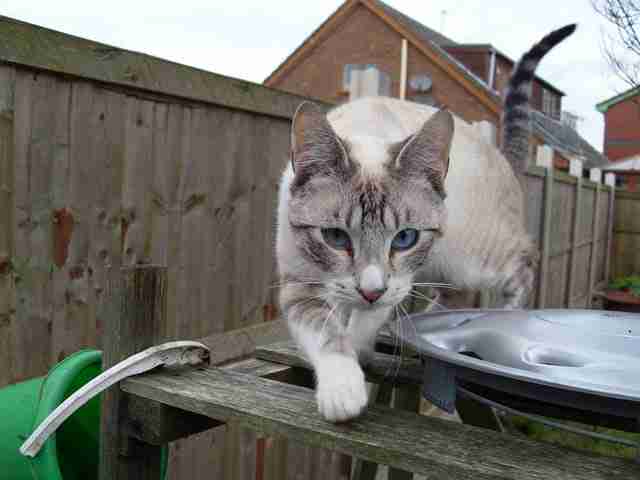 young lynx point siamese with blue eyes climbing over wooden garden structure on a grey day