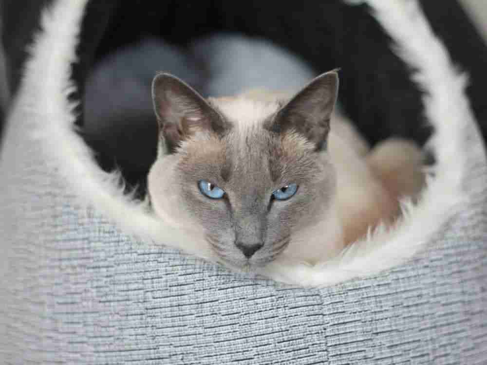 lilac point siamese cat with blue eyes lying in fur lined cat bed