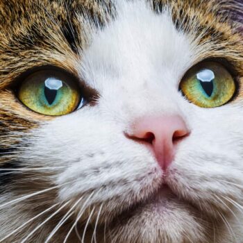 dichromatic cats eyes staring