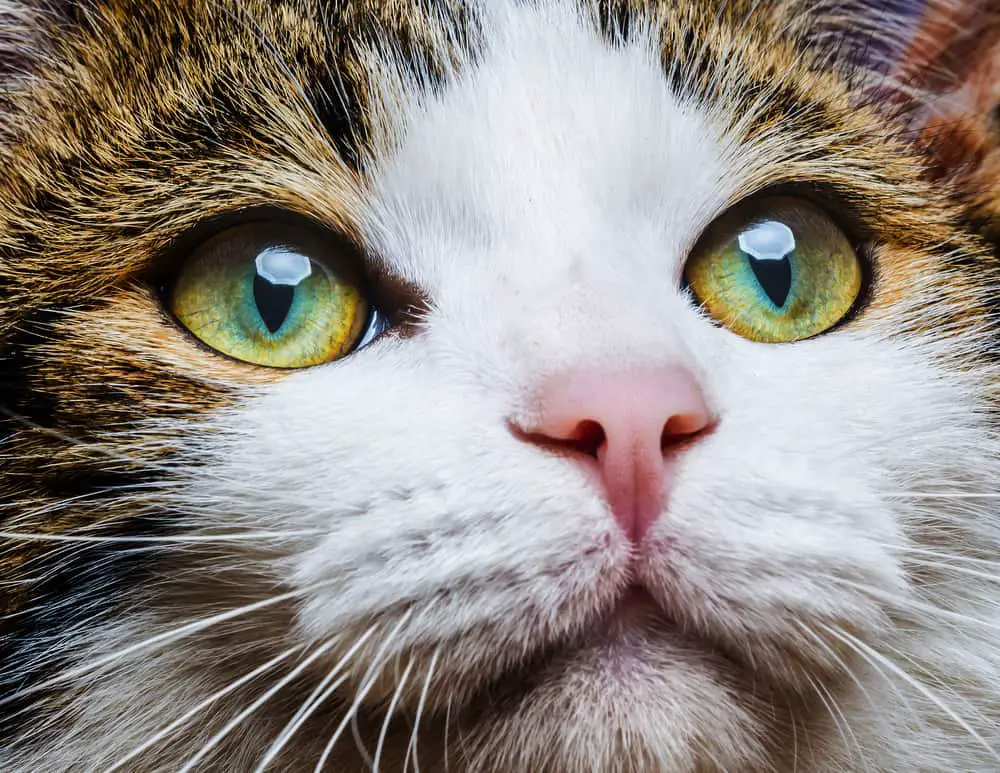 What Does It Mean If Your Cat Stares At You?