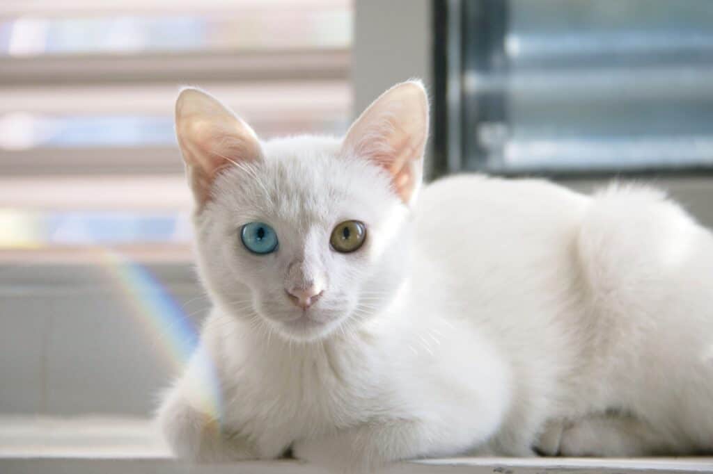 a cat with white fur and odd eyes lying down in a cat loaf position