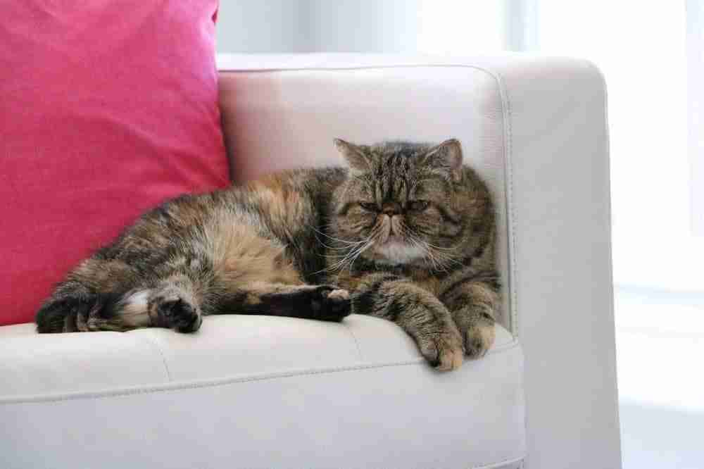 tabby exotic shorthair cat lying on side on white sofa