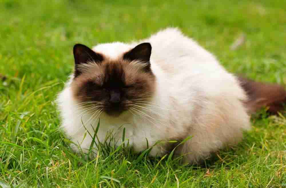 chocolate point himalayan cat loafing on lawn with eyes closed