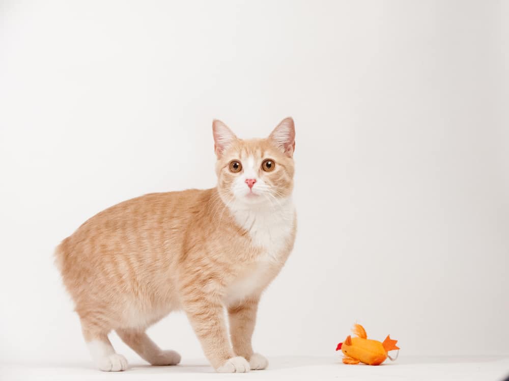 orange rumpy manx cat standing against white background. Popular orange cat breeds