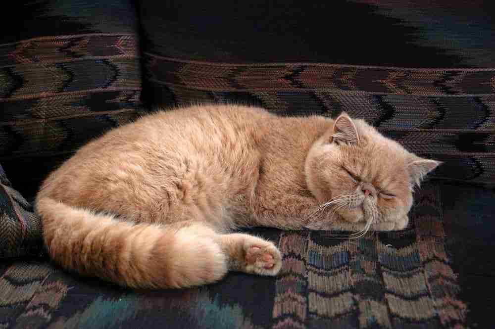 orange persian cat with fluffy tail sleeping on a chair head on paws