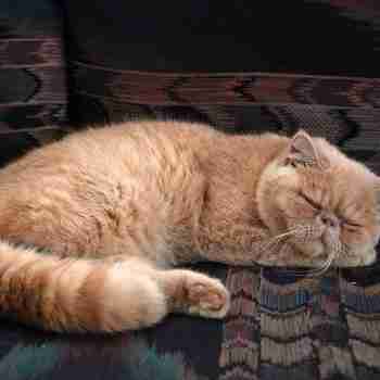 orange persian cat with fluffy tail sleeping on a chair head on paws