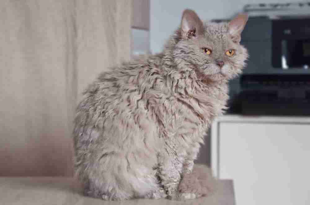 a grey curly hair selkirk rex cat with amber eyes sitting on kitchen table