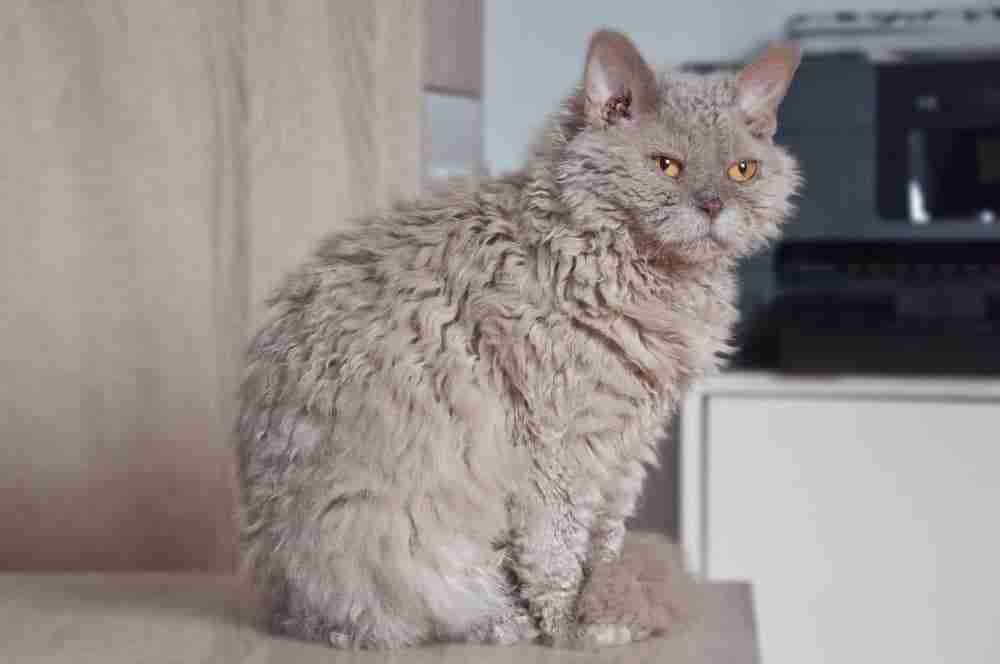 grey curly haired selkirk rex cat with yellow eyes in sitting pose on kitchen table