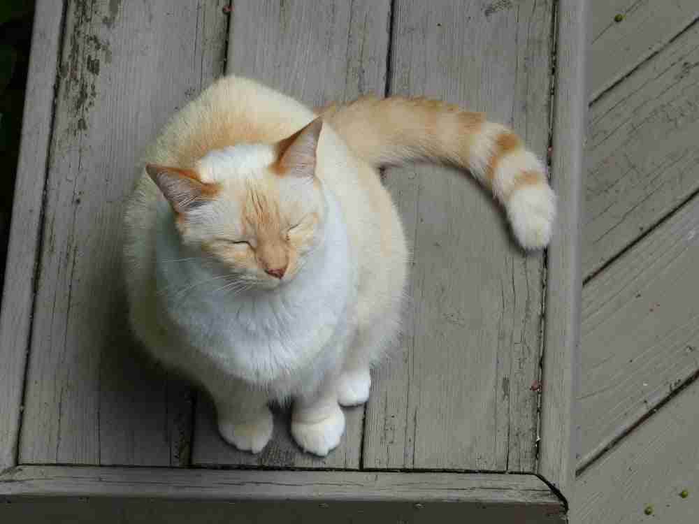 a flame point siamese cat sitting on a garden bench