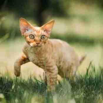 curious orange devon rex kitten stalking across a lawn