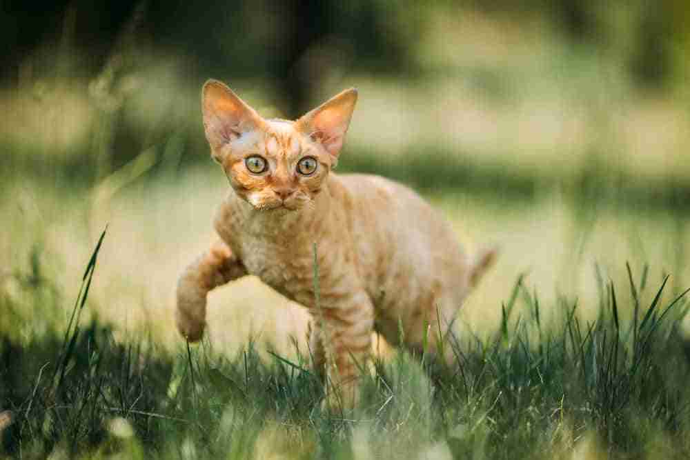 curious orange devon rex kitten stalking across a lawn, wavy shorthair cat that sheds less than others.