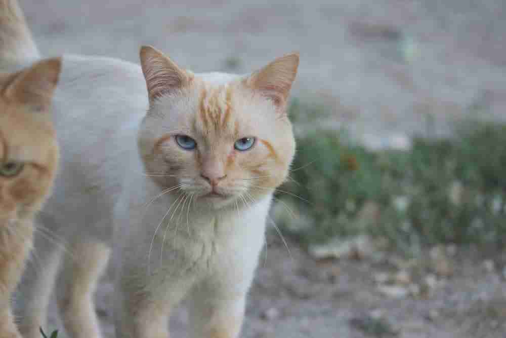 an apple head flame point siamese cat with blue eyes standing watching outdoors