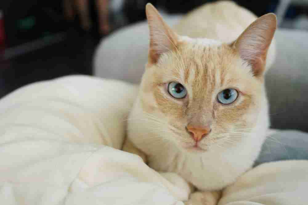 a flame point siamese cat with sky blue eyes loafing on soft furnishings