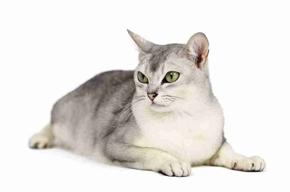 silver burmilla cat with green eyes in lying pose