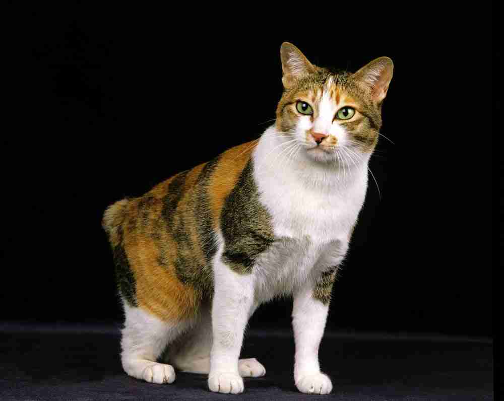 calico japanese bobtail cat crouching