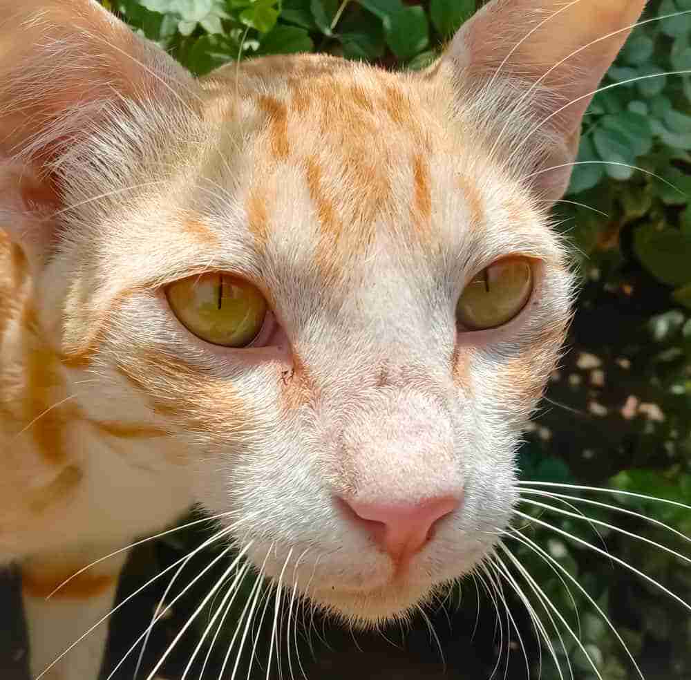close up portrait of an orange tabby arabian mau cat on a sunny day