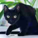 young bombay cat with yellow eyes peering out from under a thin leafed houseplant