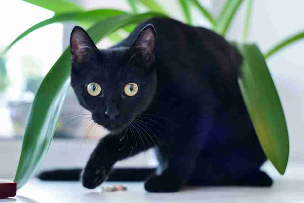 young bombay cat with yellow eyes peering out from under a thin leafed houseplant