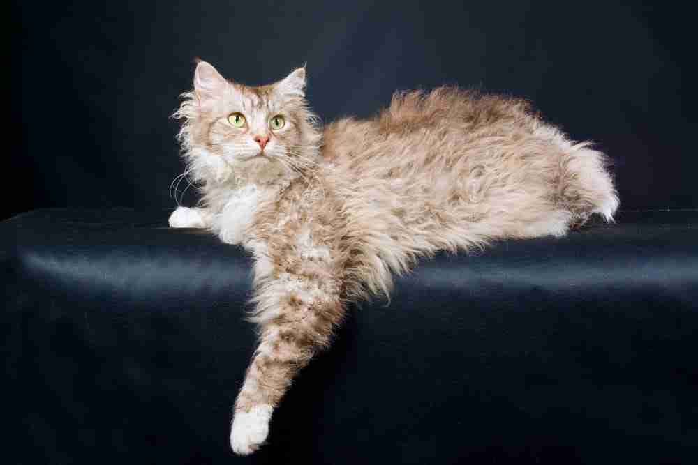 chocolate and silver lynx laperm cat with wavy fur lying on leather sofa