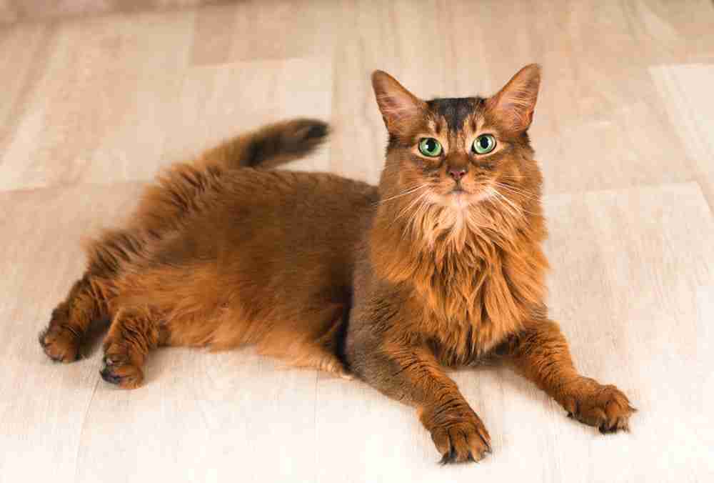 a fluffy brown somali cat with green eyes lying on a parquet floor