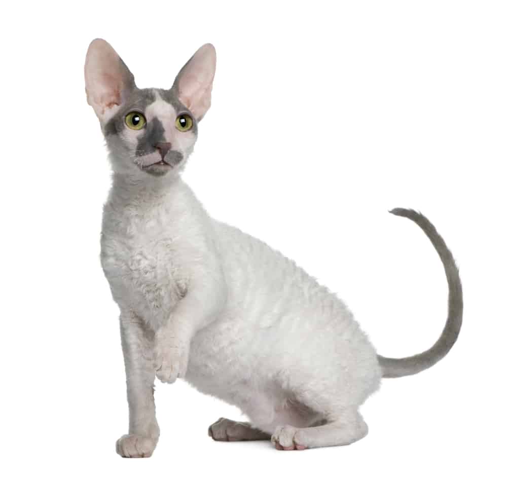 white curly haired cornish rex kitten with big ears sitting on white background. curly hair cats.