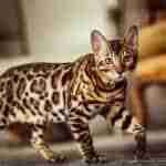 Bengal cat with marbled coat stalking through a room