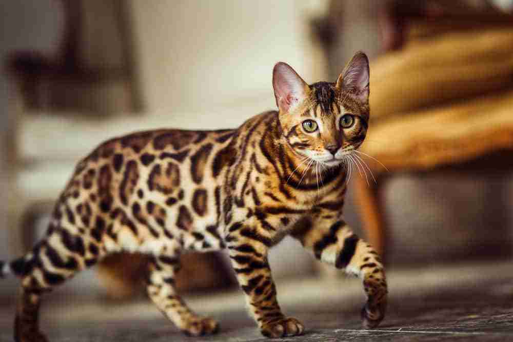 Bengal cat with marbled orange black and brown coat stalking through a room