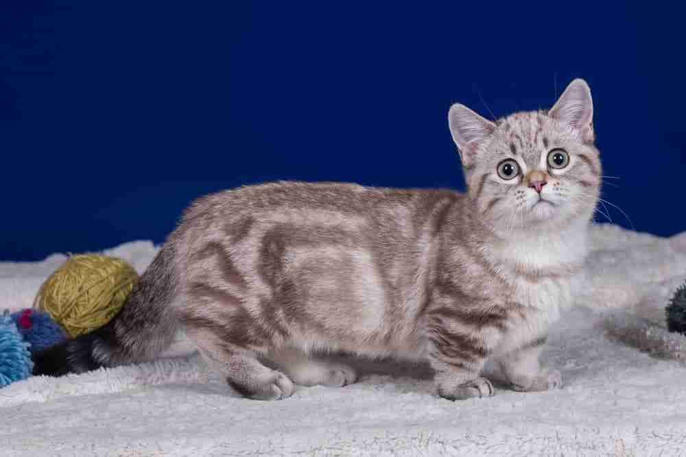 silver and grey tabby munchkin kitten standing on grey fleece